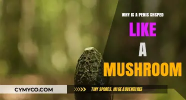 Exploring the Unique Shape of the Penis: A Mushroom Analogy