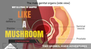 The Anatomy of Intimacy: Unveiling the Unique Shape of the Penis Tip