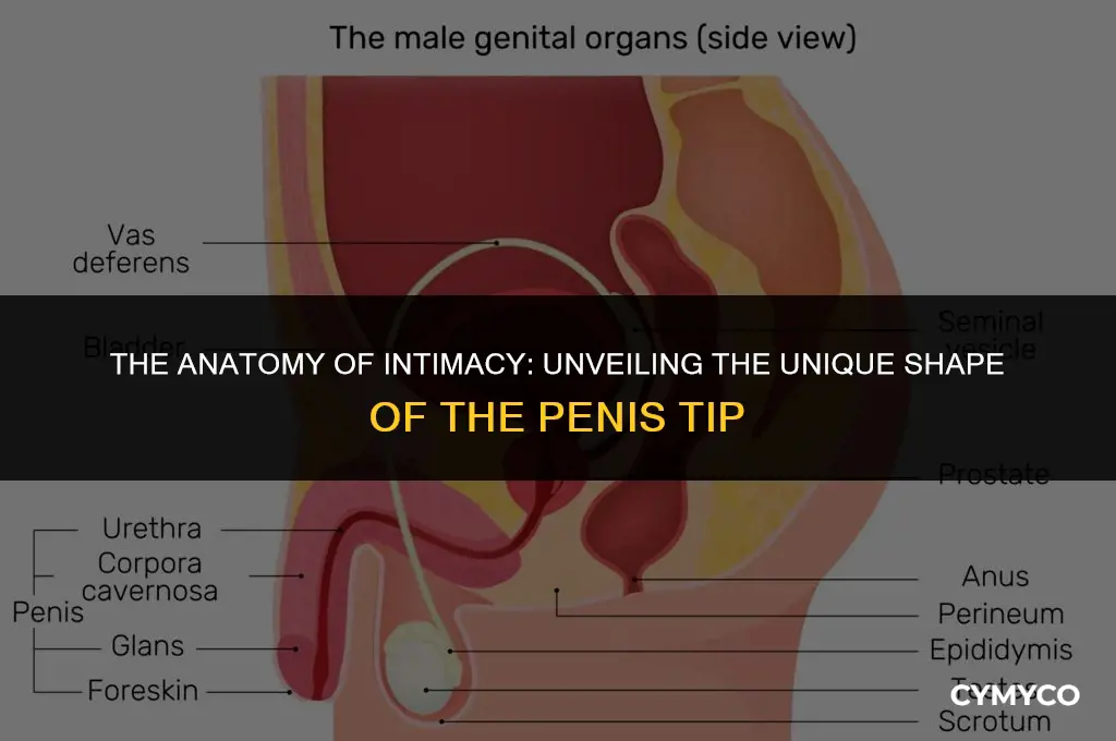 why is a penis tip shapped like a mushroom