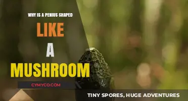 The Intriguing Evolution of the Penis: A Mushroom-like Shape