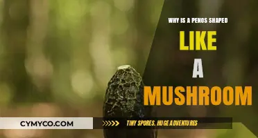The Intriguing Evolution of the Penis Shape: A Mushroom Analogy