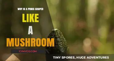 The Intriguing Evolution of the Mushroom-Shaped Prnis