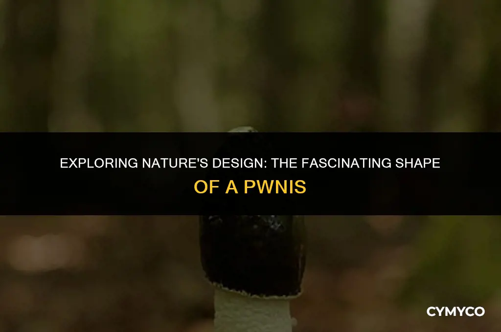 why is a pwnis shaped like a mushroom