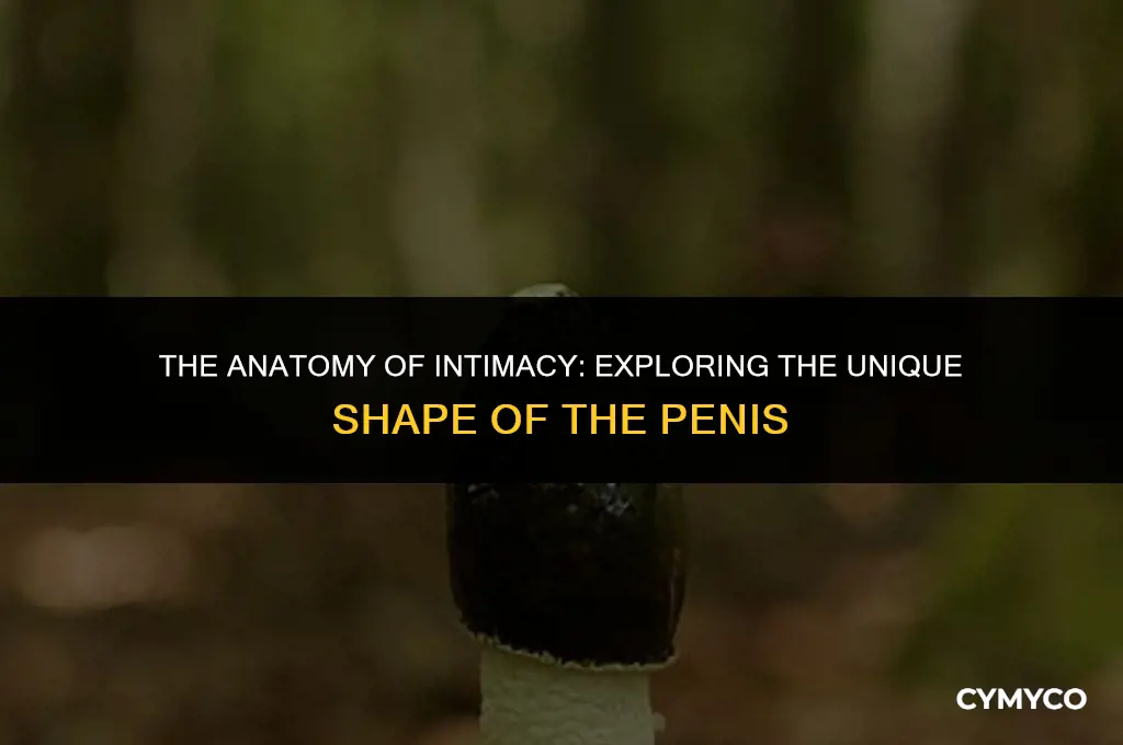 why is end of penis shaped like a mushroom