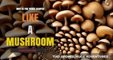 The Intriguing Evolution of the Penis: A Mushroom Shape Mystery