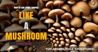 The Intriguing Evolution of the Penis: A Mushroom Shape Mystery