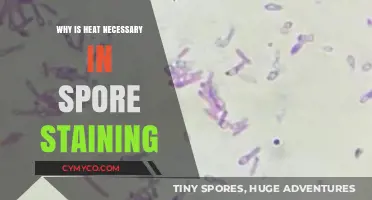 Unlocking the Secrets: The Vital Role of Heat in Spore Staining