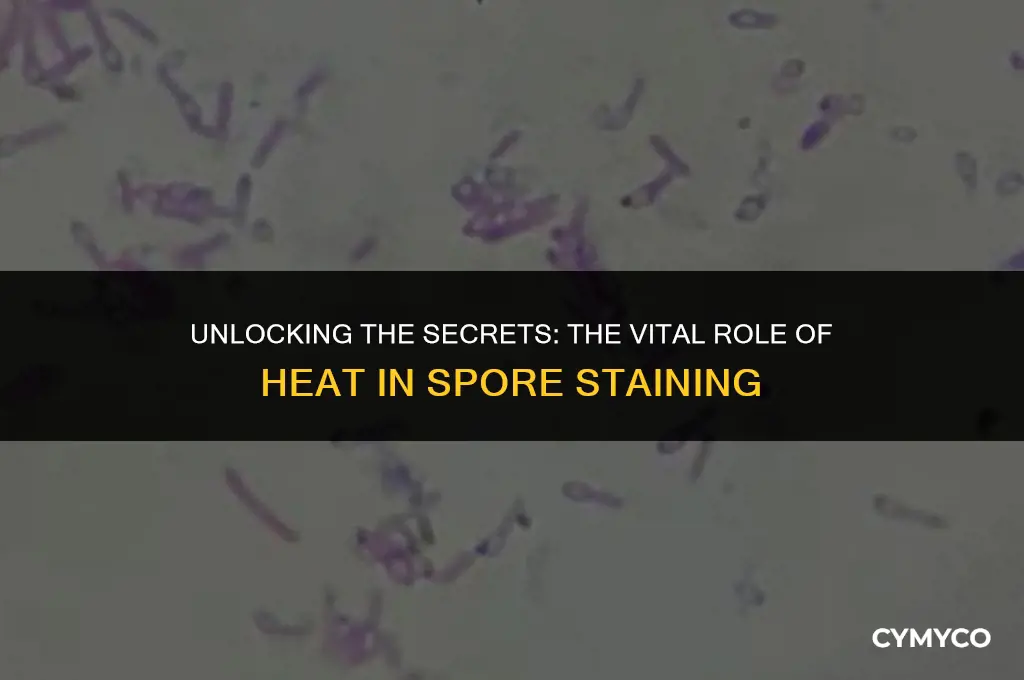 why is heat necessary in spore staining