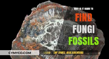 Unveiling the Elusive Past: The Quest for Fungi Fossils
