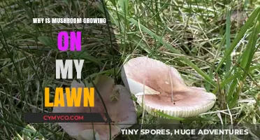 Uninvited Guests: The Surprising Reasons Mushrooms Thrive on Lawns