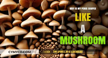 Understanding Unique Penis Shapes: The Mushroom Form Explained
