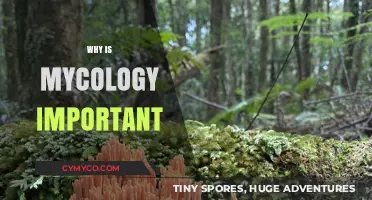Unveiling the Vital Role of Mycology in Our Ecosystem and Beyond