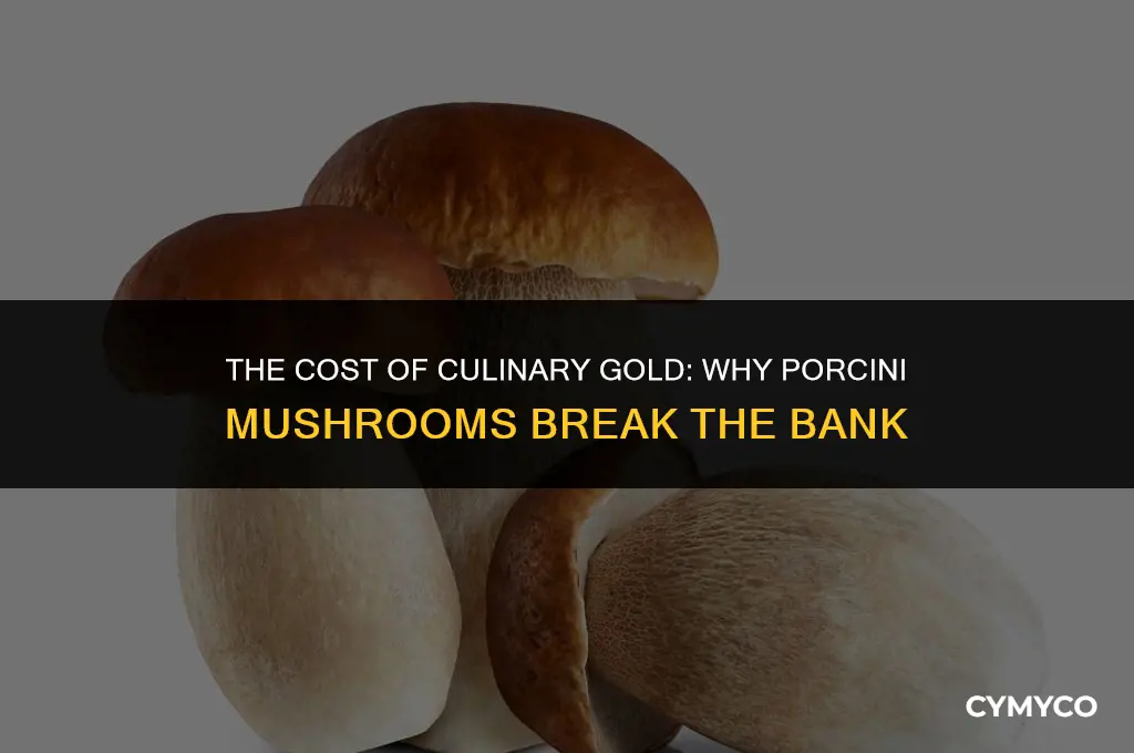 why is porcini so expensive