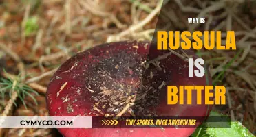 Why Russula Mushrooms Taste Bitter: Uncovering the Science Behind the Flavor