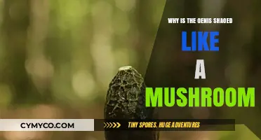 The Intriguing Evolution of the Penis: A Mushroom Shape Mystery