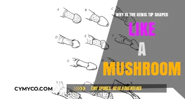 The Intriguing Evolution of the Penis Tip: A Mushroom Shape Mystery