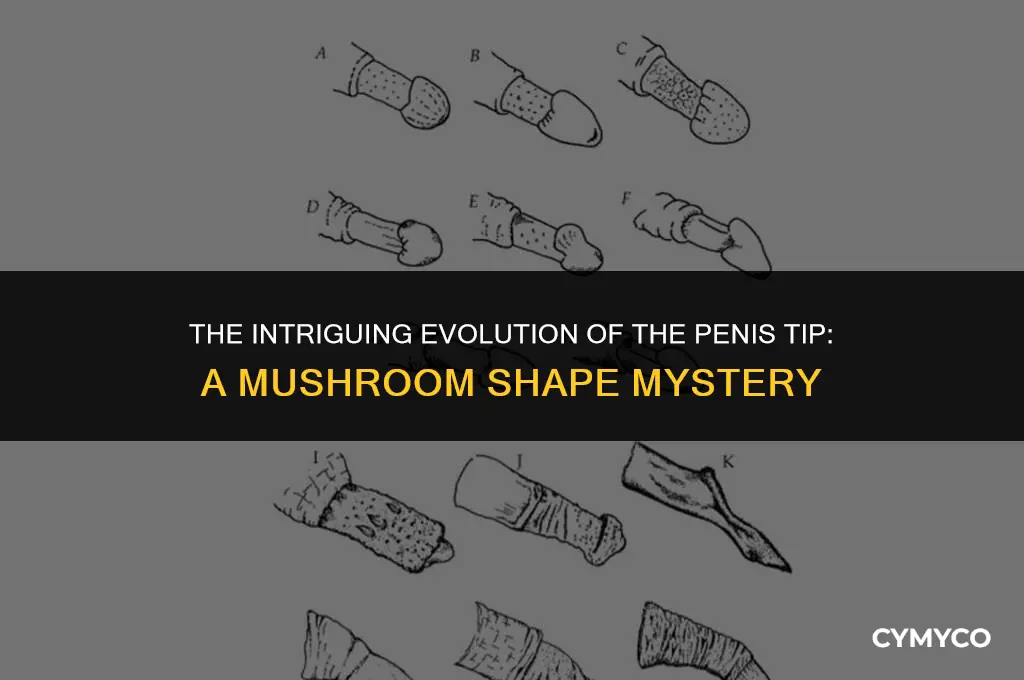 why is the oenis tip shaped like a mushroom