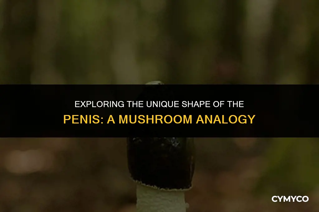 why is the p3nis shaped like a mushroom