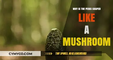 The Intriguing Evolution of the Penis: A Mushroom Shape Mystery