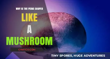 The Intriguing Evolution of the Penis: A Mushroom Shape Mystery