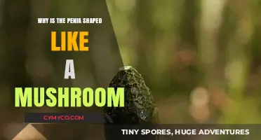 The Intriguing Evolution: Why the Penis Took on a Mushroom Shape