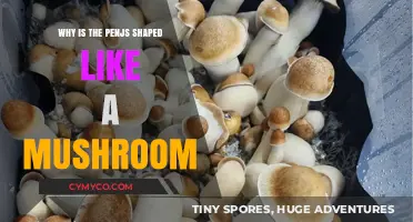 The Evolution of the Penis Shape: A Mushroom's Tale