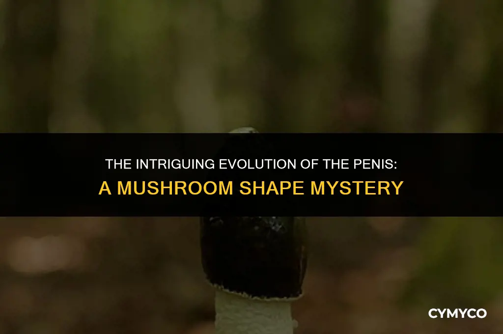 why is thenpenis shaped like a mushroom