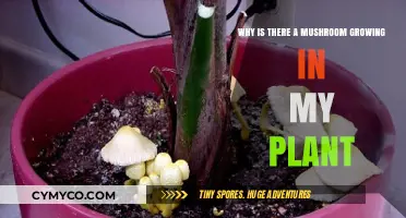 Mushroom in My Plant: Causes, Concerns, and Solutions Explained