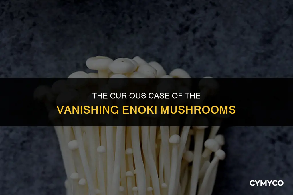why is there no enoki mushrooms