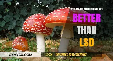 Exploring the Advantages of Magic Mushrooms Over LSD