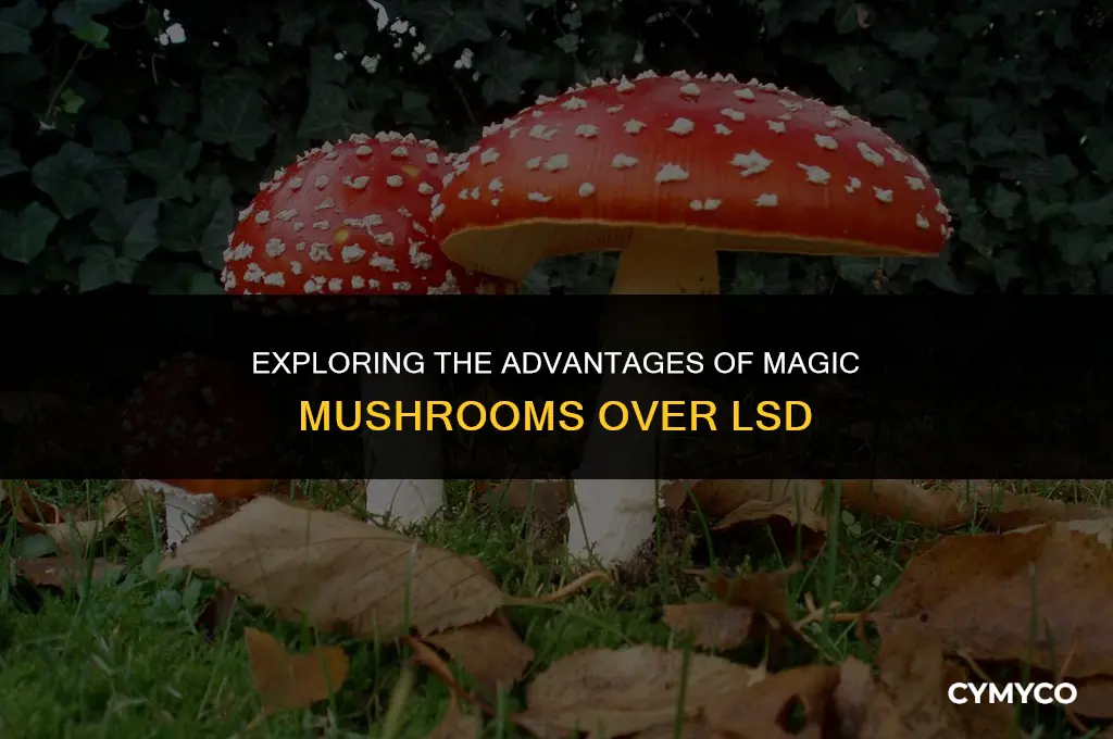 why magic mushrooms are better than lsd