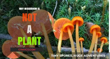 Unveiling the Fungi Kingdom: Why Mushrooms Aren't Plants