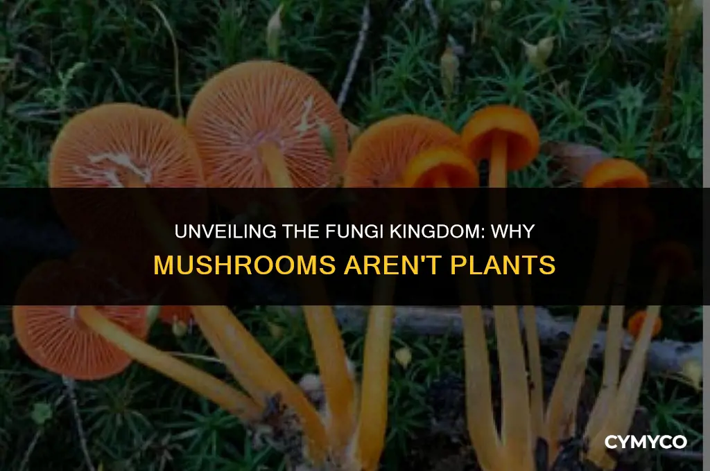 why mushroom is not a plant