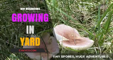 Nature's Bounty: Why Mushrooms Thrive in Your Yard