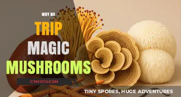 Exploring the Decline of Magic Mushrooms in Modern Travel