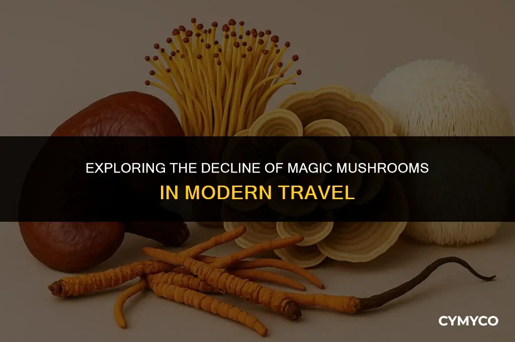 why no trip magic mushrooms