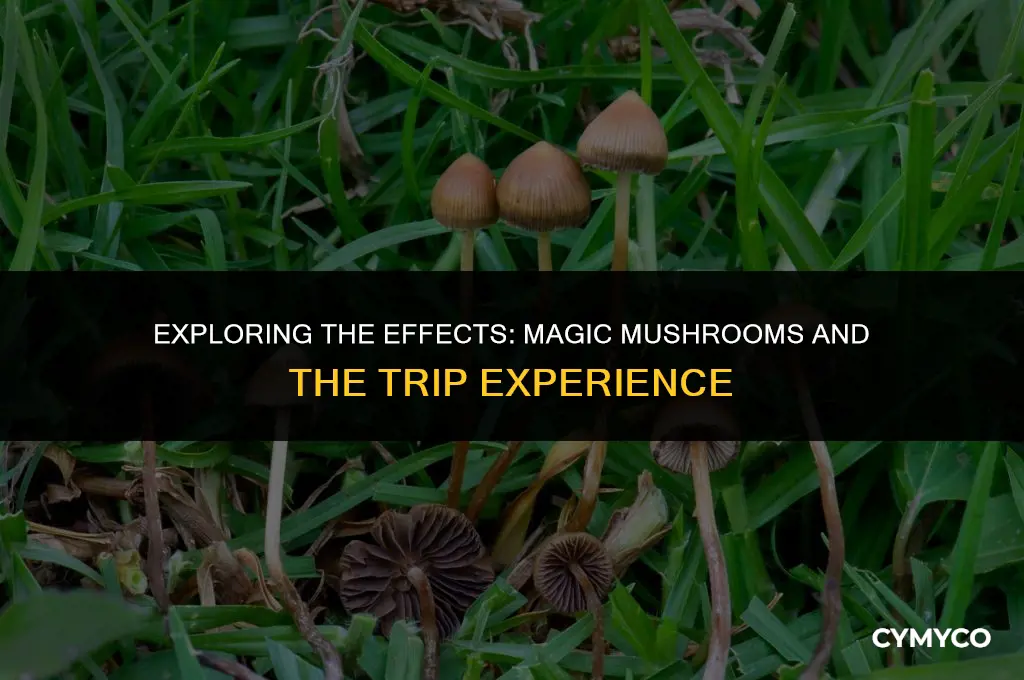 will 2 grams of magic mushrooms have u tripping