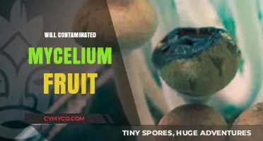 Can Contaminated Mycelium Still Fruit? Risks and Realities Explained