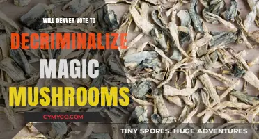 Denver's Psychedelic Shift: Decriminalizing Magic Mushrooms
