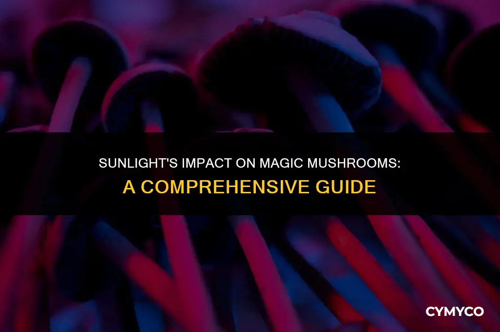 will magic mushrooms die if exposed to sunlight
