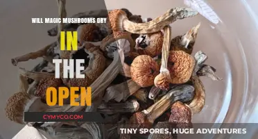 Exploring the Effects of Air Drying on Magic Mushrooms