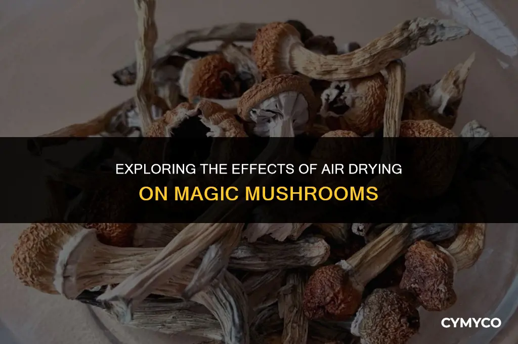 will magic mushrooms dry in the open
