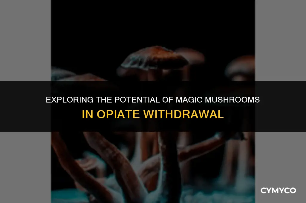 will magic mushrooms help opiate withdraws