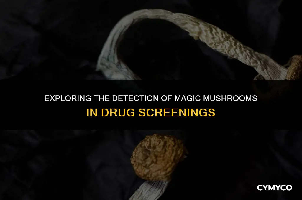 will magic mushrooms show ondrug screen