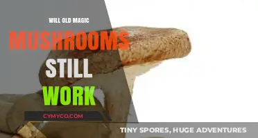 Exploring the Shelf Life of Magic Mushrooms: Will They Still Work?