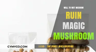 Will Moisture Destroy Magic Mushrooms? A Comprehensive Guide