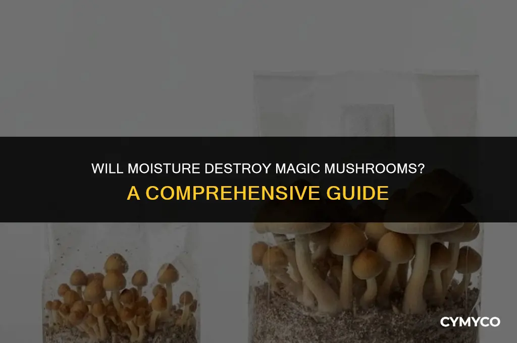 will to wet medium ruin magic mushrooms