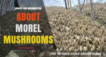 Exploring the Delicious World of Morel Mushrooms: A Guide