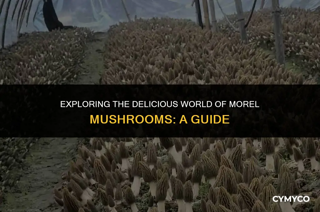 would like information about morel mushrooms